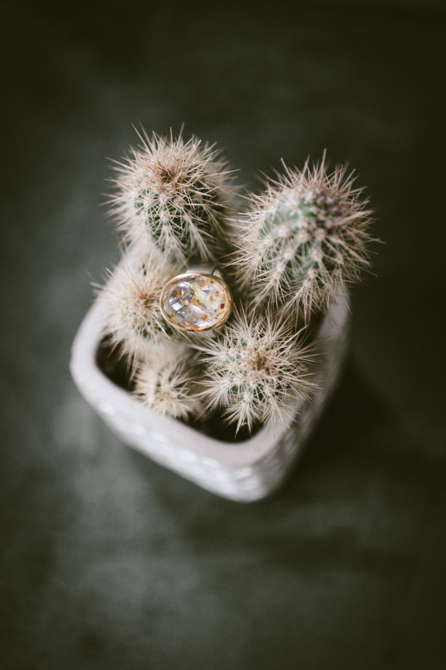 Detailaufnahme Ring liegend auf einem Kaktus