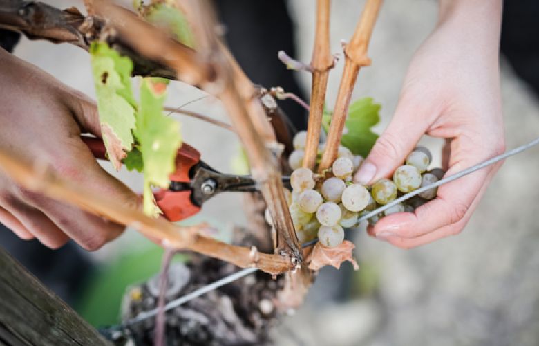 Nahaufnahme von Händen die Trauben ernten