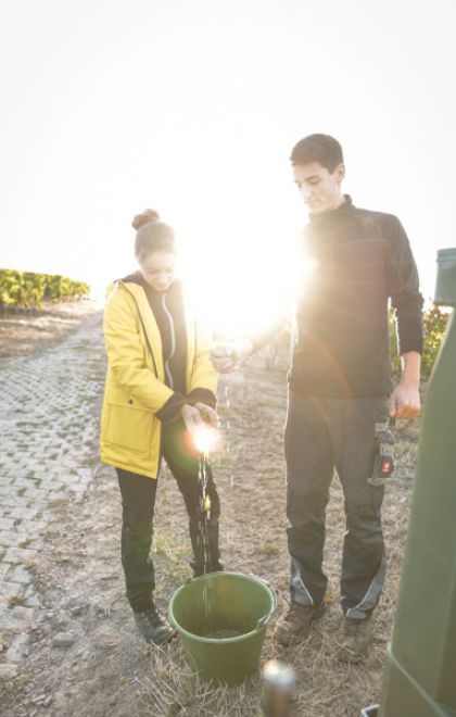 Traubensaft tropft im gegenlicht aus zerdrückten Trauben